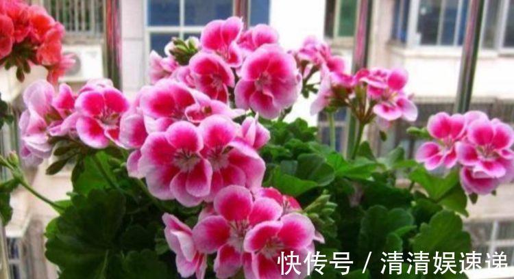 新手|最适合新手养的4种花，沾土就能活，名字好听，花更美