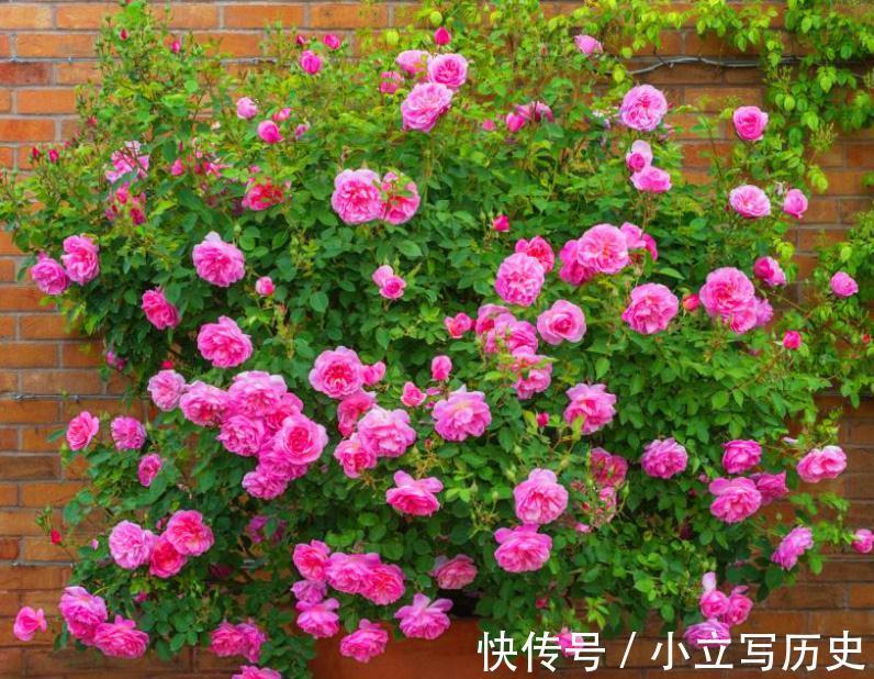 天冷了，15种漂亮花喜欢“大太阳”，多晒长得壮，花更多