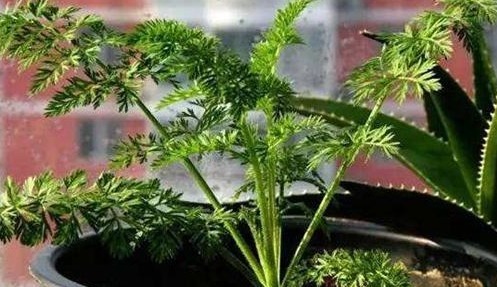 3种蔬菜，被称为“补血菜”，阳台盆栽上几盆，足足吃一年！