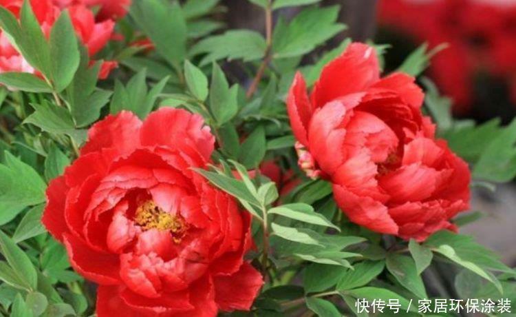 “4种花”花色艳、花量大，沾点水就疯长，开花勤还爱爆盆，美