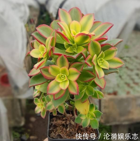 度夏|6月养多肉,只要“3方面”做好,多肉越长越迷人,度夏更轻松!