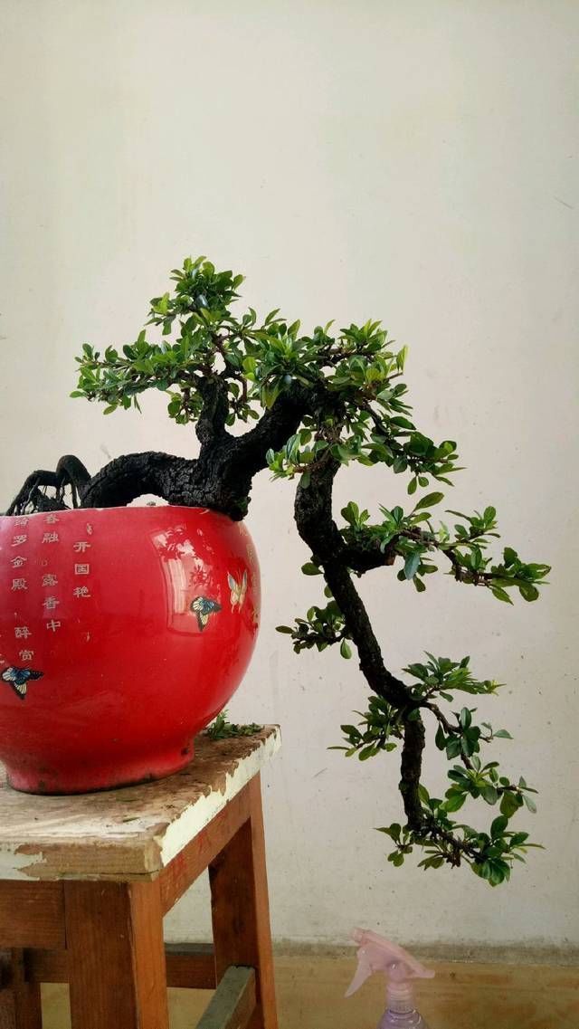 小叶鼠李微盆景,剃头开始,换个发型就是帅哥,爱上微盆景没商量