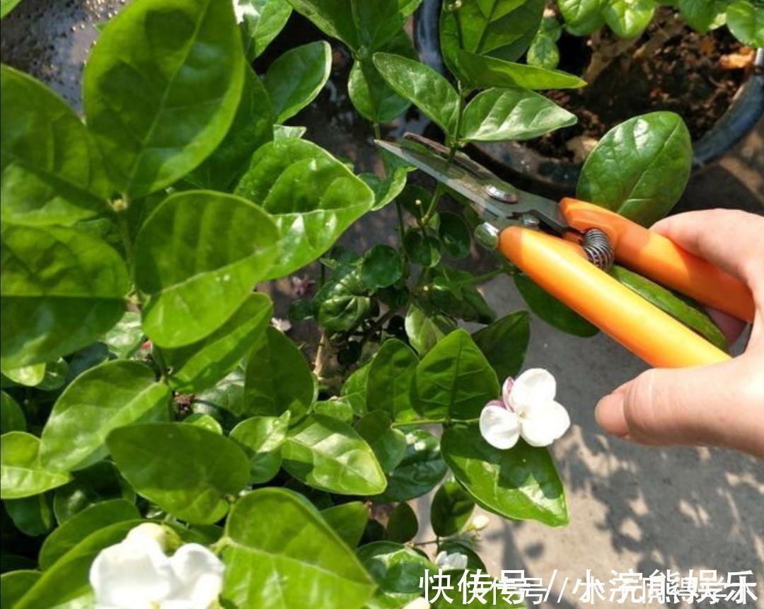植株|茉莉花简单处理一下,开花一茬接一茬,整个夏天都有花看