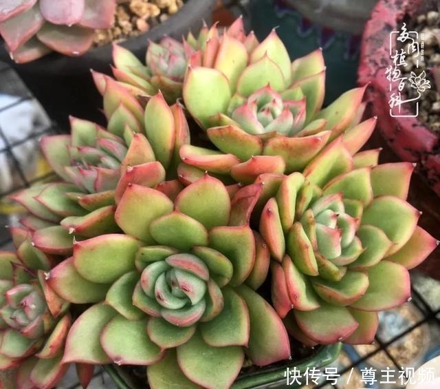 百科|养多肉三年多,初见惊鸿!累并快乐着!养多肉三年多,初见惊鸿!累并快乐着!