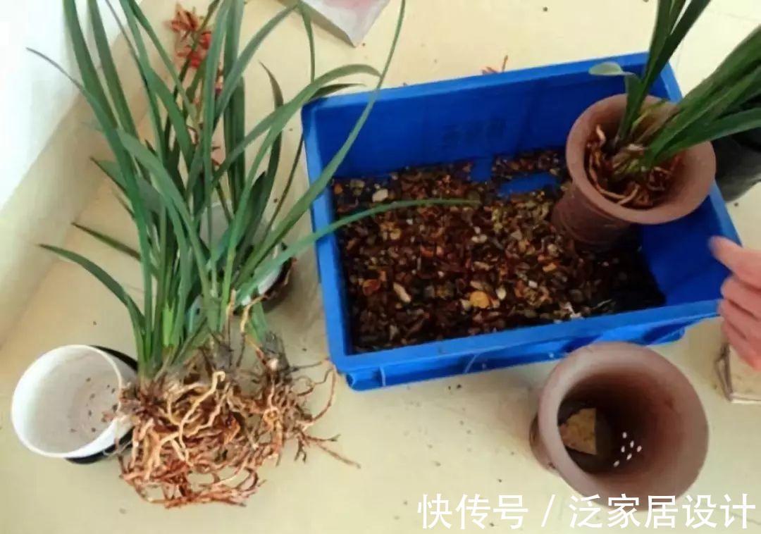 花盆|兰花不能乱浇水,浇得越多,死得越快
