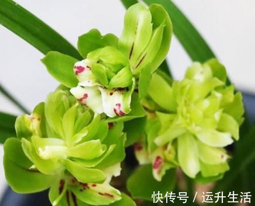 花色|八种以牡丹命名的花卉,开花鲜艳漂亮,颜值高,值得养