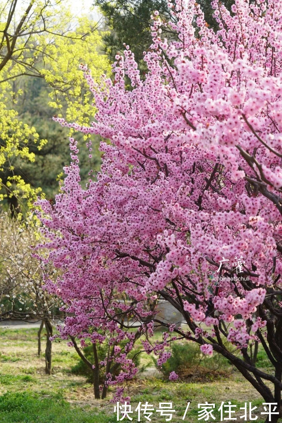 醉美花海！世界花后”正香飘京城，观赏面积超120000㎡！快去打卡