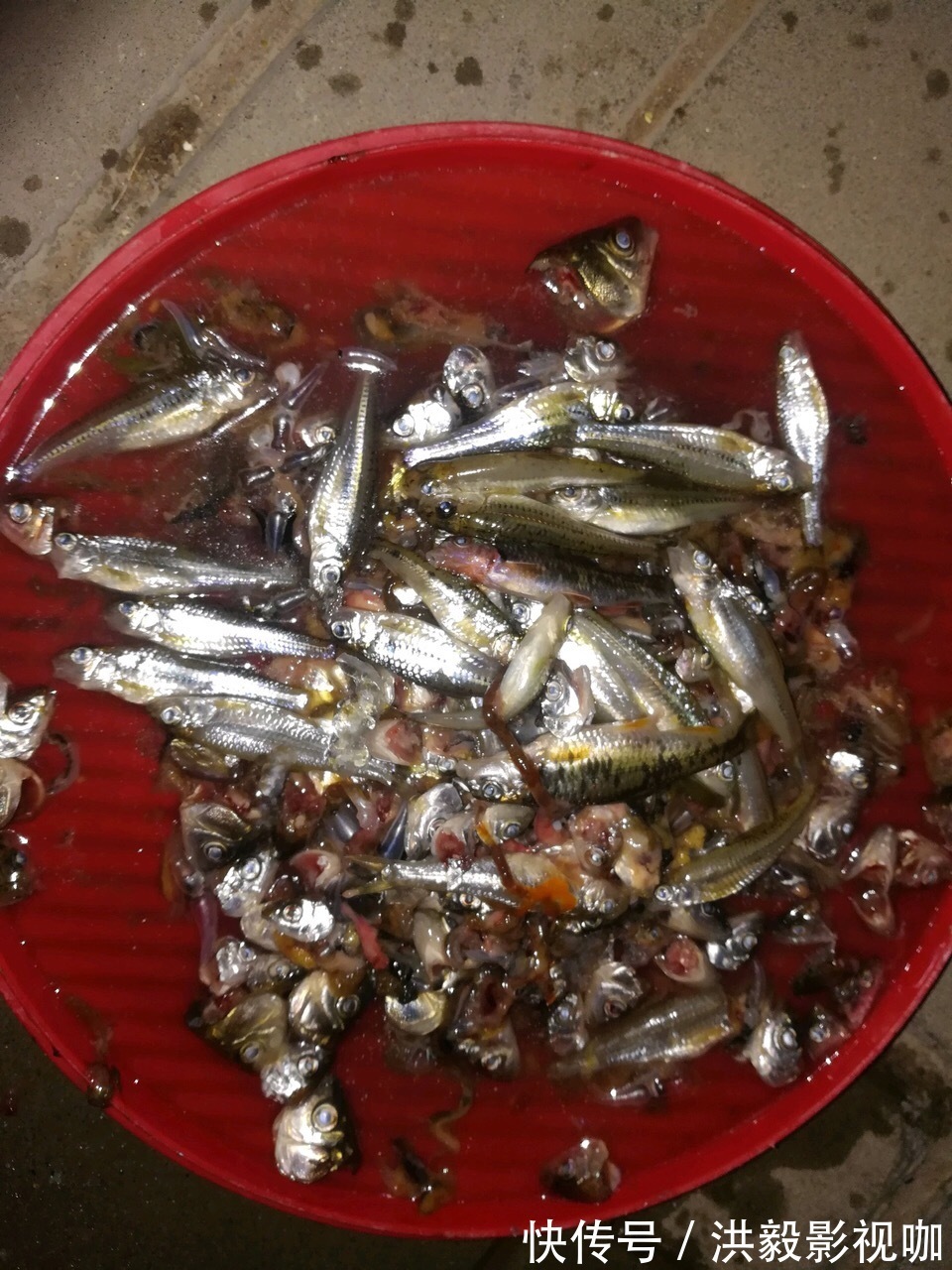 浇灌|李大爷养花,2种水“浇灌”所有花,1盆比1盆旺,从不买“花肥”