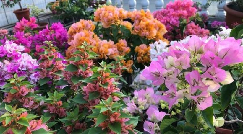 妖娆|3种便宜花,却开花特漂亮,妖艳妖娆,层层交叠,烂漫迷人眼