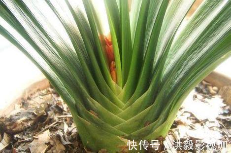 抽葶|专业应对君子兰夹箭技巧，3天抽箭开花，简单粗暴又有效