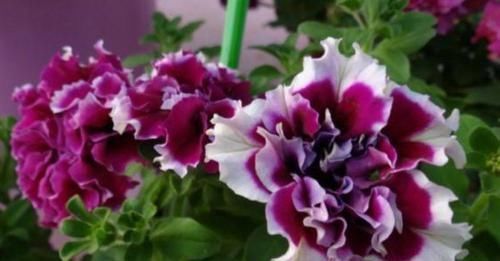 阳台就养这几朵花,花开不断并且漂亮花期还长,保证谁养谁喜欢