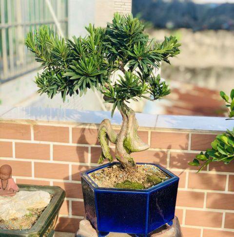 养护|最值得养护的盆景,清秀文雅,养成漂亮老桩能活30年