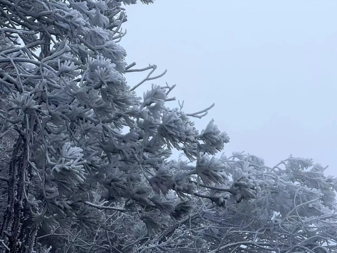 括苍雾凇|临海括苍雾凇 ｜ 今年的你，来得比往年早一些