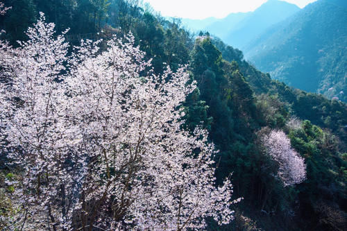 杭州私藏的小众赏樱胜地，山间的野樱花让人沉醉，你去过了吗？