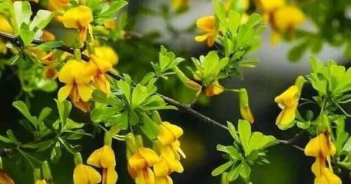 超市很常见的三种食物，美白护肤，排毒润肠，身体棒棒哒！