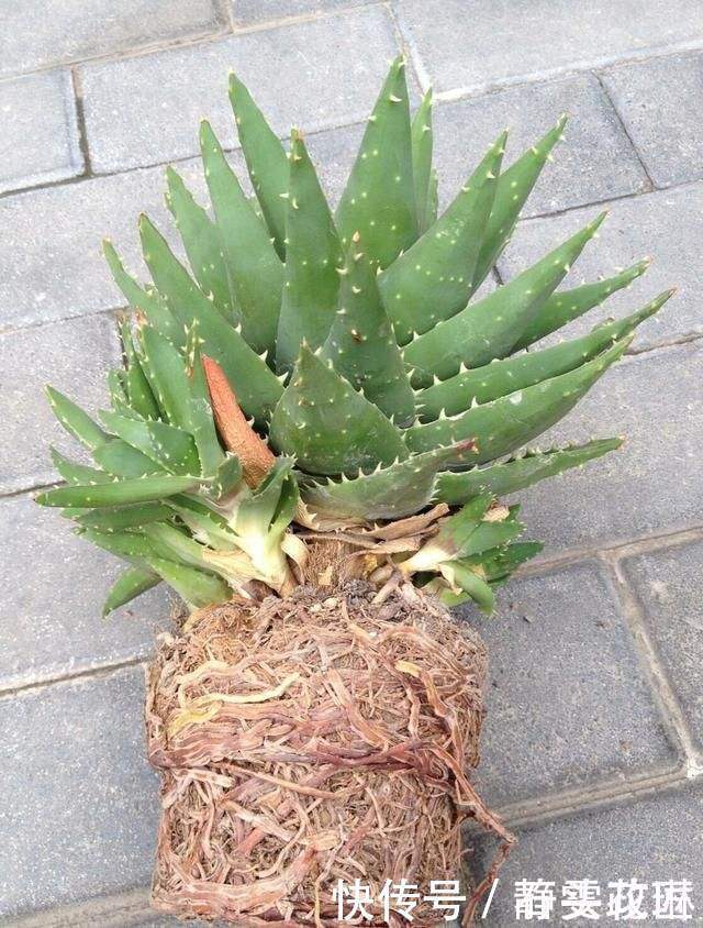 这4种花“生崽”高产量，长1年撑破花盆，1次分出20棵