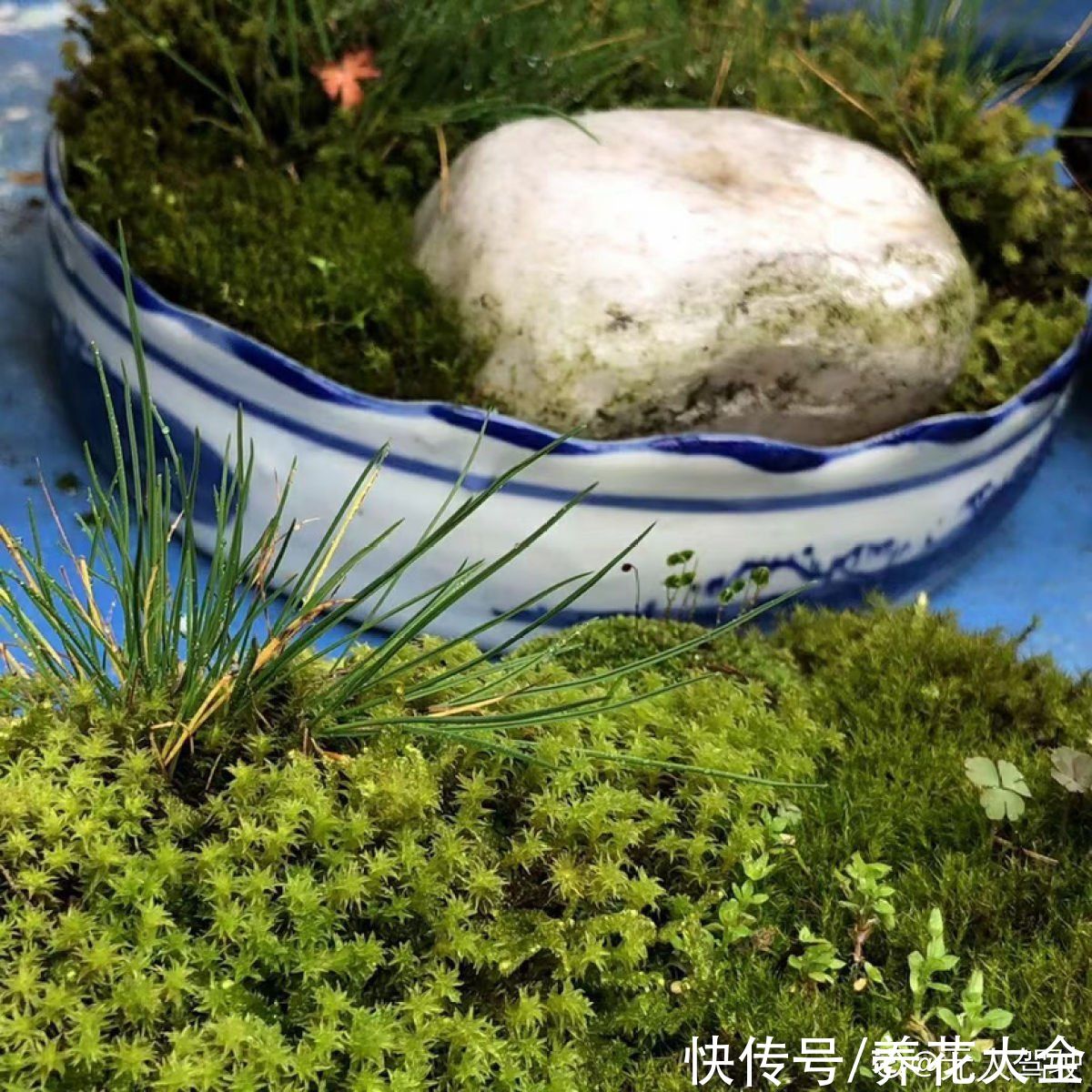 土壤|植物界的“祖师爷”，个头小作用大，挖回家种土里就活