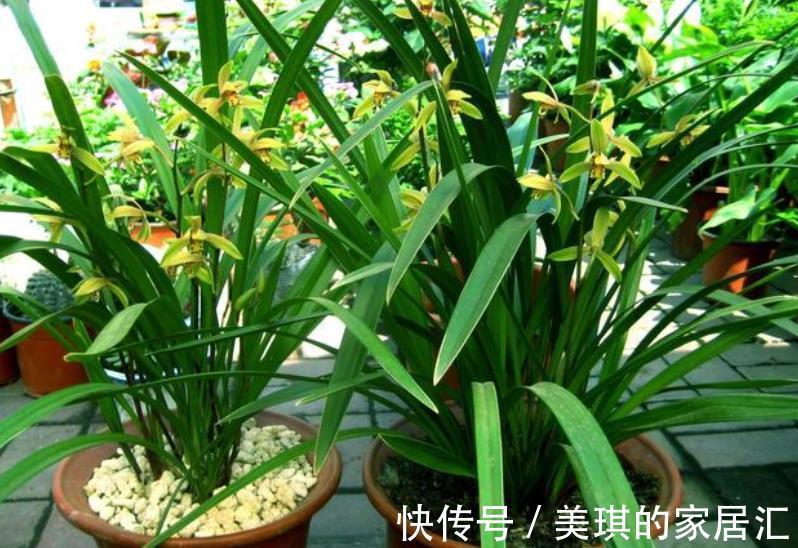 养护|养护兰花没有满足3个条件,浇再多的磷钾肥也白搭,开花又小又少