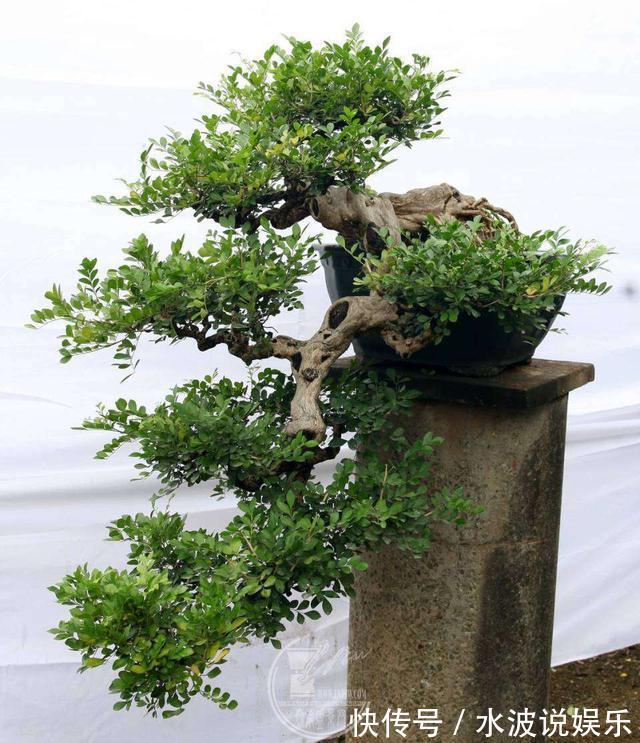 要点|秋天盆景养护,4个要点,冬天冻不死,来年更值钱