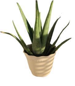 大忌|家中养花不要瞎眼！这6种花旺财又养人，而这2种花是大忌！