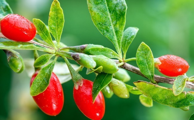 养生|常吃枸杞,有5大功效,但是枸杞养生,以下5类情况碰不得!