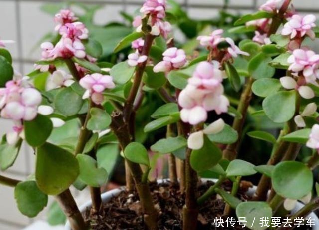 家中养金枝玉叶,到底能不能开花,原来需要满足这些条件!