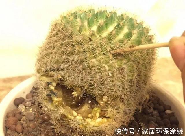 根茎|容易被水浇死的“6种花”，养不活都是由于手太勤