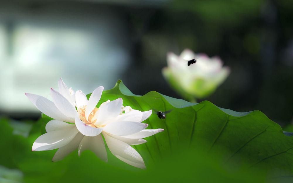 人际交往|农历生日这几天的人，财运年红如火，中年后运气福气节节高！