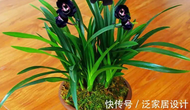 叶片|少见的黑紫色兰花:墨雪姬,花香浓郁,叶片常青,几乎零缺点