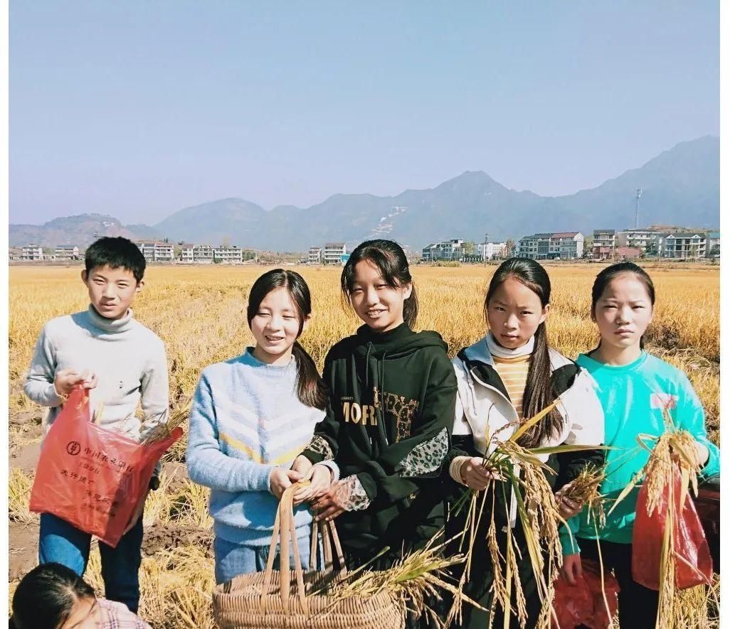 区嵩峰|拾稻穗，行美德——记广丰区嵩峰中学学生劳动实践教育活动