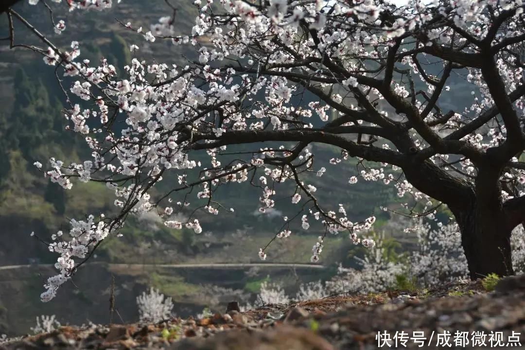 龙泉山第一波春花，来赏