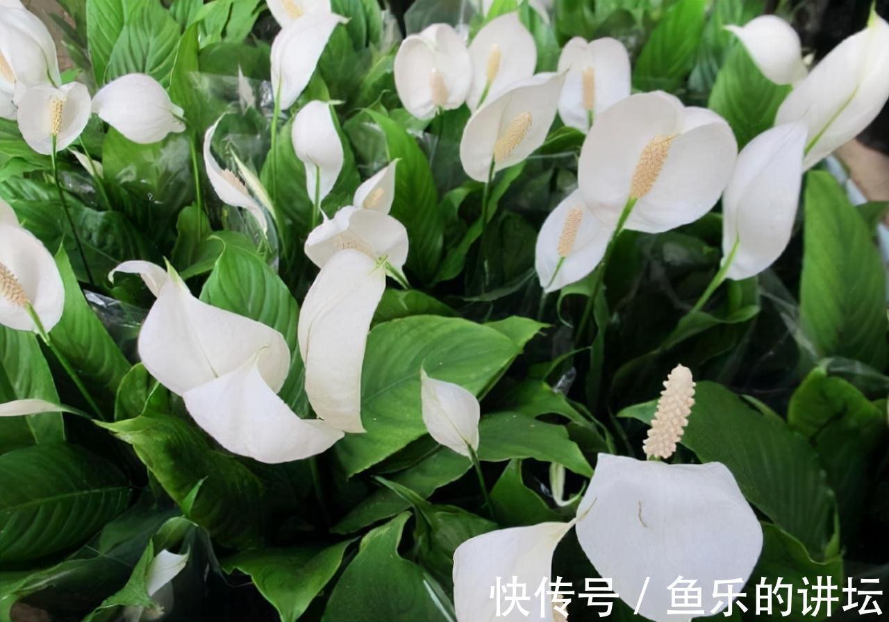 农历九月十八霜降后，养什么花？家里养3种花，身心同康福寿双全