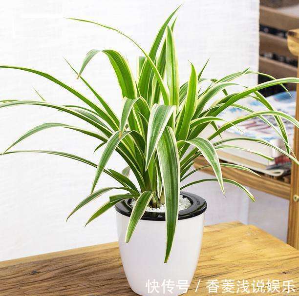 空气|家里什么植物都可以不养,唯独这4种万万要种,难怪有钱人住富裕