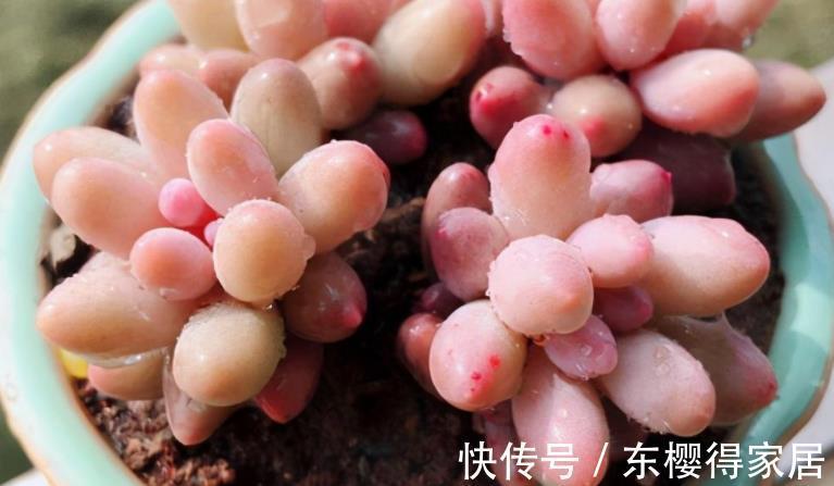婴儿|天微凉，养这3款多肉，该小心黑腐问题