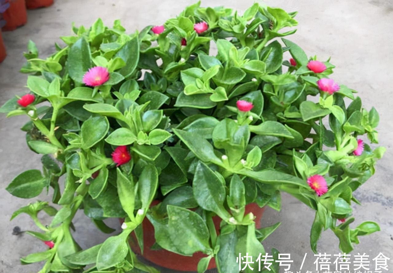 家居空间小没地方养花?16种适合吊养的花,小空间养花的必备良品