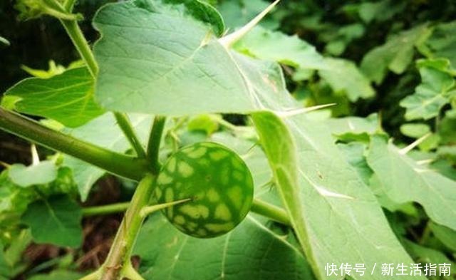 山沟沟一种野草名叫“刺天茄”，繁殖数量快价值高，遇到珍惜！