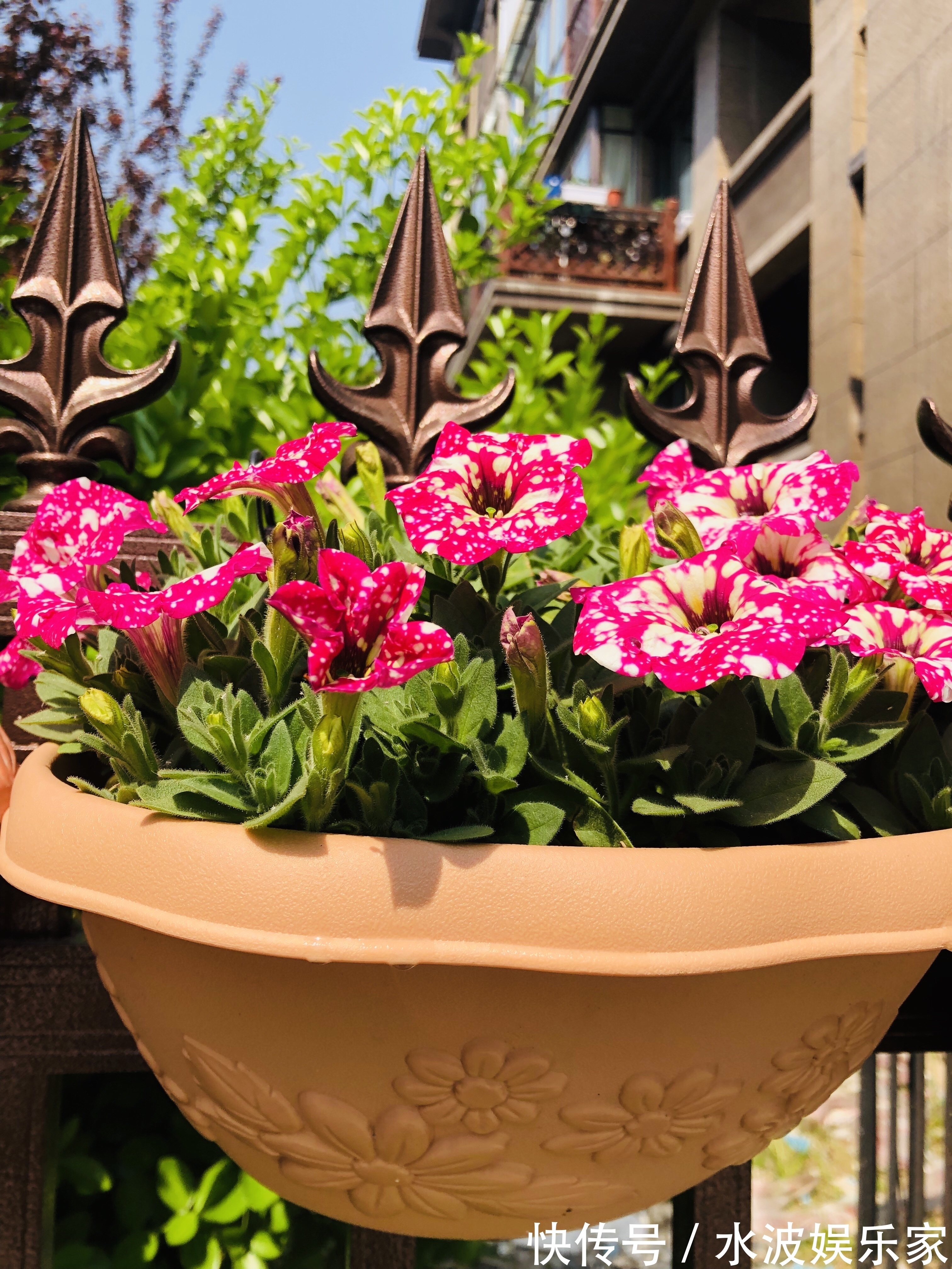 颜值担当|最美矮牵牛花—星空,花色梦幻美丽,周年开花不停,植株低矮好养