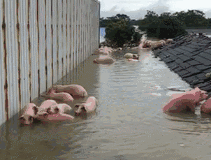 |搞笑GIF:你这套路不行啊,不是这个小伙的对手,被他捡个现成的