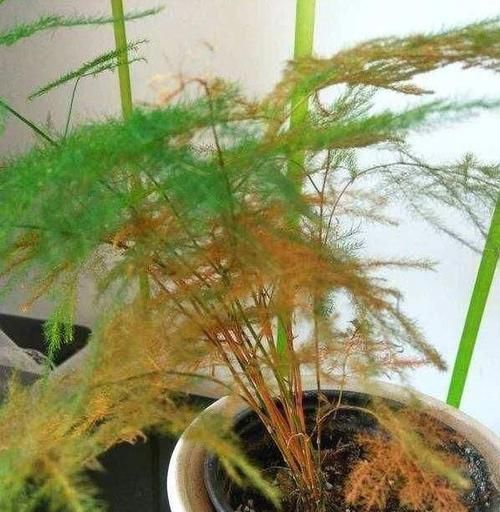 土壤|养花常浇1种水,不用年年换盆,土壤松软,10年不黄叶!