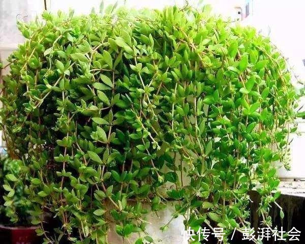 花友们|花盆里种上“1种野草”，40天就爆盆，繁殖出“20棵”，很美