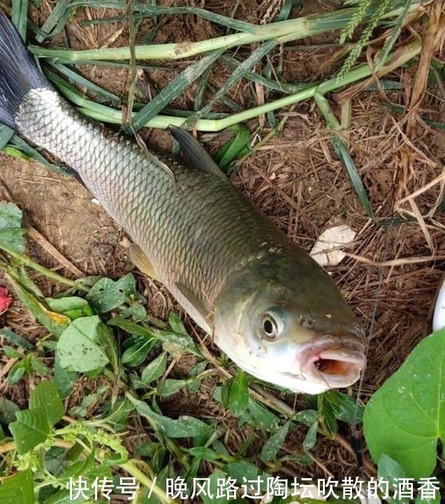 新手|飞铅钓,一个让你夏季渔获翻倍的钓法,建议新手收藏