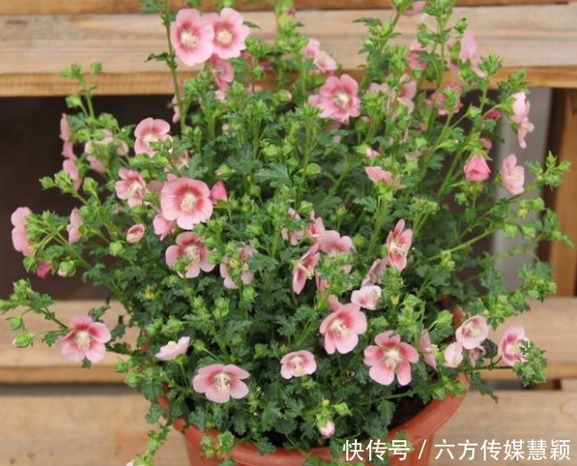 铜钱草|夏天不能缺水的5种花,越浇水长得越旺