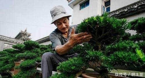 罗汉松盆景如何养护这3点很重要!