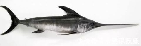 鱼肉|宝宝吃鱼更聪明这7种鱼,一口都不能给宝宝吃!