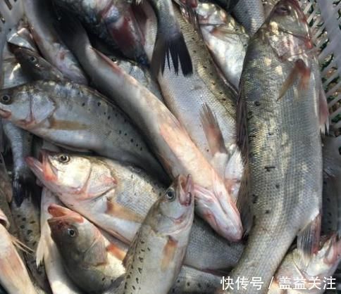 海水鱼|过节吃鱼,首选这3种鱼,现在没有办法人工养殖,吃着更放心