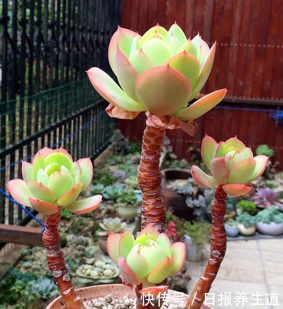 懂多肉碧桃的花友,都是这么养碧桃,难怪碧桃挺拔,叶色又黄又透!