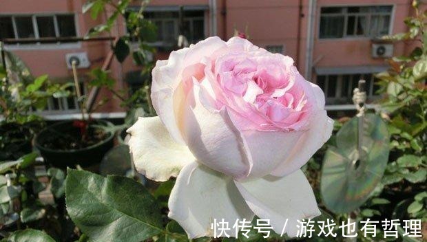 花朵|30个浓香月季品种，你喜欢哪一种养一棵满院飘香！