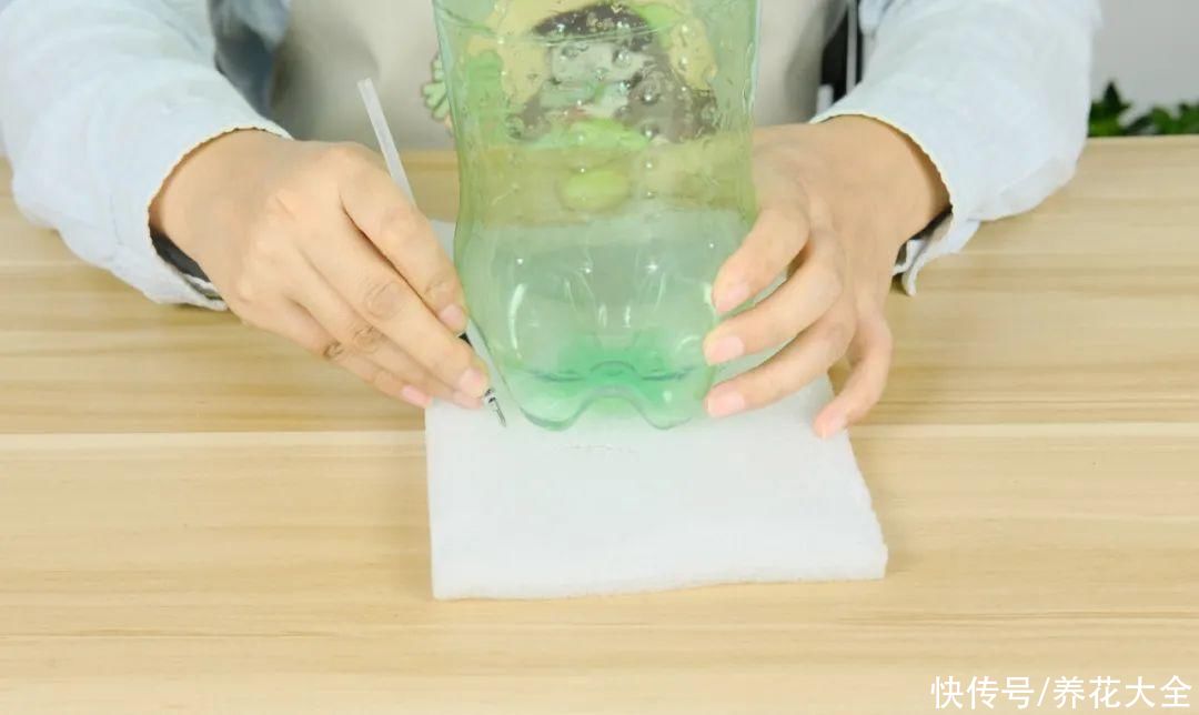 11种常见花，现在扦插，成活率特高