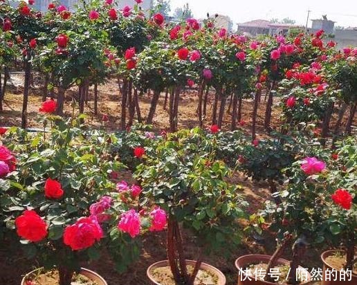 同样是“月季”,为啥他家的月季花美得格外“高级”原因在这里!