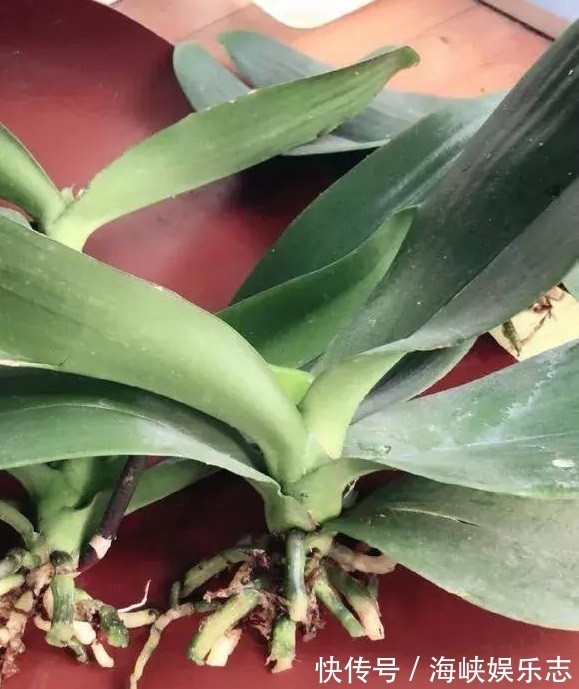 花芽|你扔掉的月季、蝴蝶兰,被我捡回来,养了1个月,嗖嗖冒“花芽”